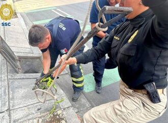 Rescatan enorme reptil atrapado en una coladera en la CDMX