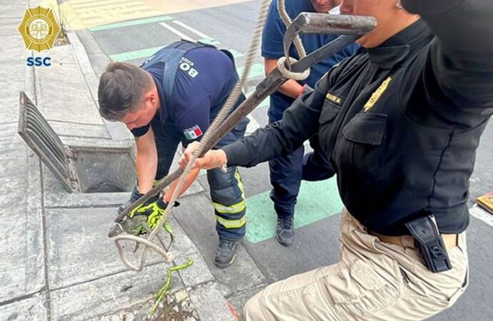 Rescatan enorme reptil atrapado en una coladera en la CDMX