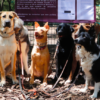 Cierran parque canino en Polanco por que vecinos se quejaban de los ladridos