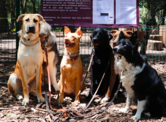 Cierran parque canino en Polanco por que vecinos se quejaban de los ladridos