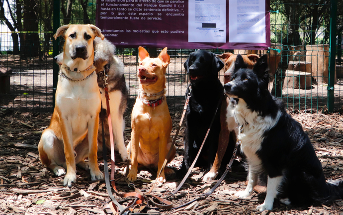 Cierran parque canino en Polanco por que vecinos se quejaban de los ladridos