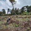 Seguiran las labores para recuperar zonas deforestadas en Guerrero