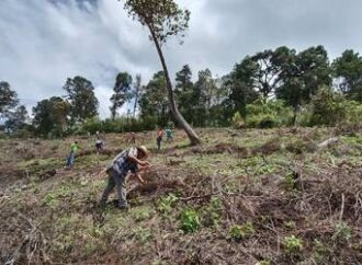 Seguiran las labores para recuperar zonas deforestadas en Guerrero