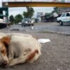 Registran hasta 20 casos de violencia contra mascotas en lo que va del año en Tehuacán