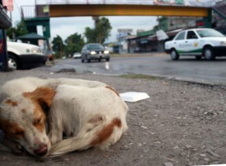 Registran hasta 20 casos de violencia contra mascotas en lo que va del año en Tehuacán