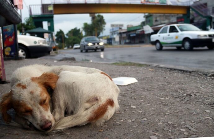 Registran hasta 20 casos de violencia contra mascotas en lo que va del año en Tehuacán