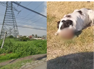 Captan a un perro comiendo un cráneo humano en la colonia las Américas  Ecatepec